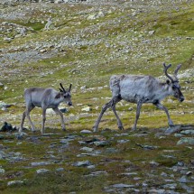 Reindeer in front of our tent